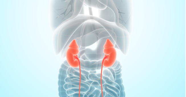 腎臓は尿を作る臓器