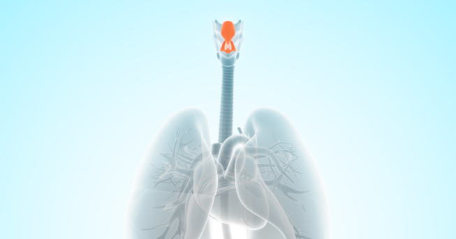 喉頭と咽頭について