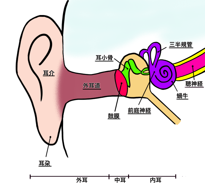 聴器がん(耳のがん)とは