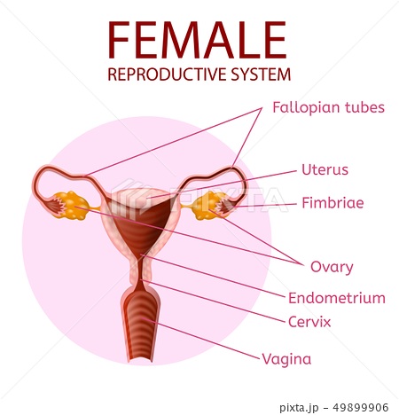 卵巣がんの主な種類
