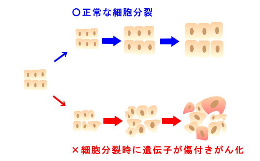 癌は遺伝子の突然変異で発生します。