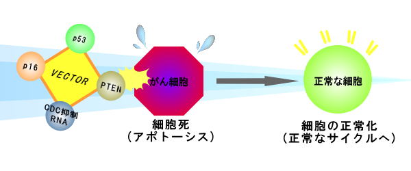 がん抑制遺伝子とタンパク質はがん化した細胞サイクルを正常化(アポトーシス)させる