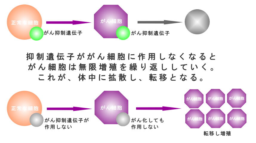 正常な細胞はがん化を抑制し、細胞を細胞死させる作用がある