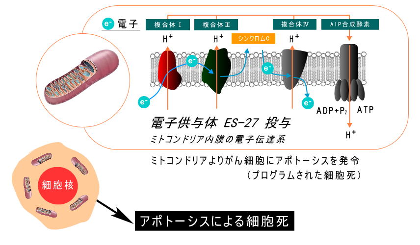 がんの複合免疫治療2